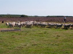 IMGP3186-Samling-paa-flokken